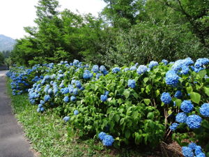 Vallée des hortensias bleus à Antraigues en Ardèche Séjour Jean Ferrat à la Source à Flaviac  